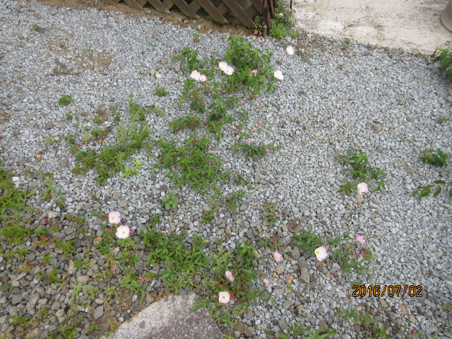 H28.7.2ひるさき月見草.JPG H28.7.2ひるさき月見草.JPG