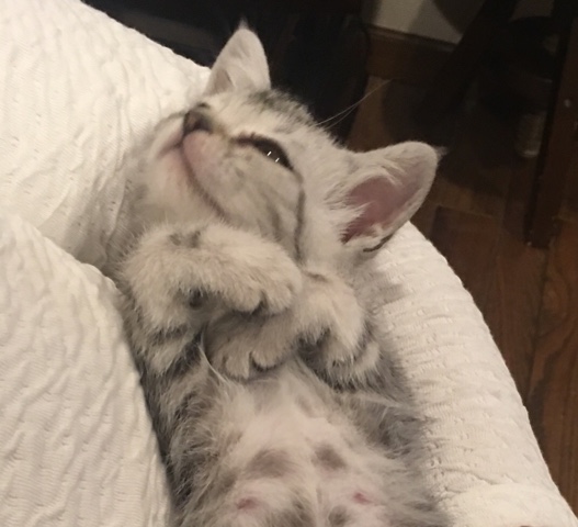 image.jpeg image.jpeg
