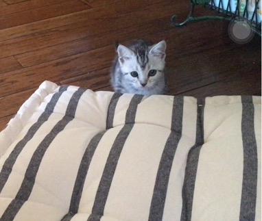 image.jpeg image.jpeg