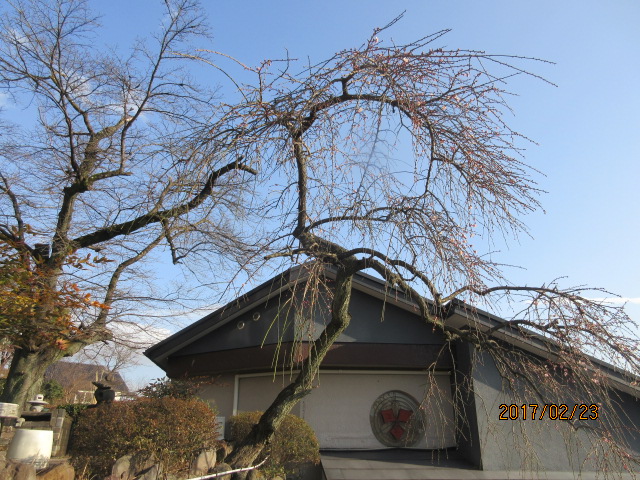 H29.2.23ǰۻ޿.JPG