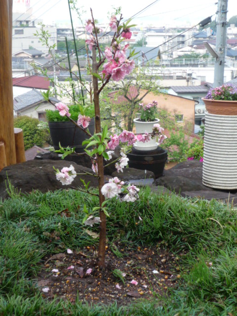 ȼH21.4.22.JPG