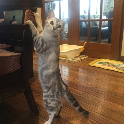 image.jpeg