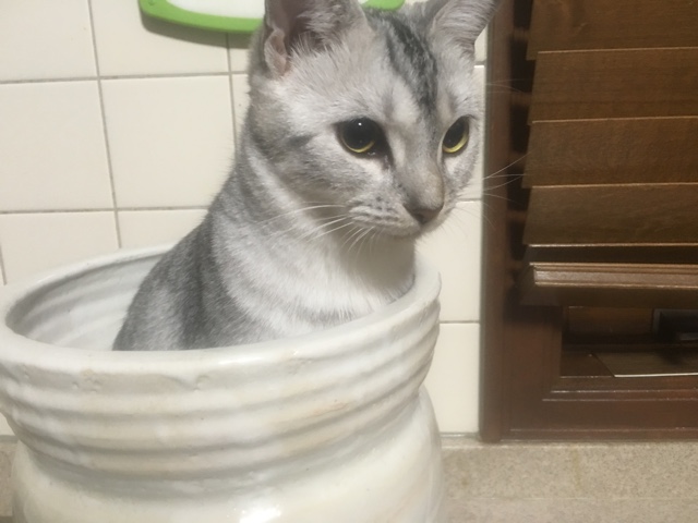 image.jpeg