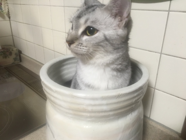 image.jpeg