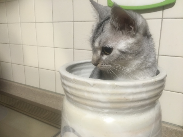 image.jpeg