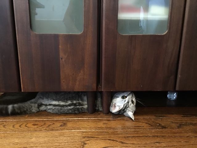 image.jpeg image.jpeg