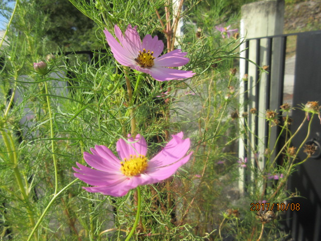 H29.10.8(.JPG