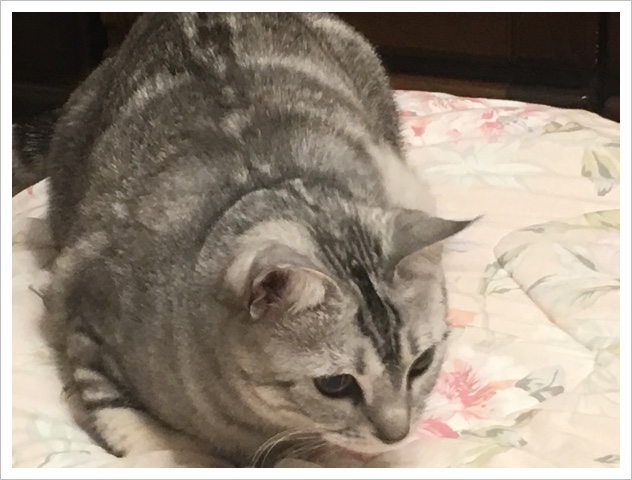 image.jpeg