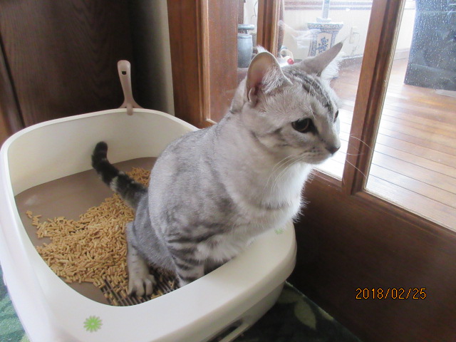 H30.2.25ʤȥ쥿Ǥ.JPG