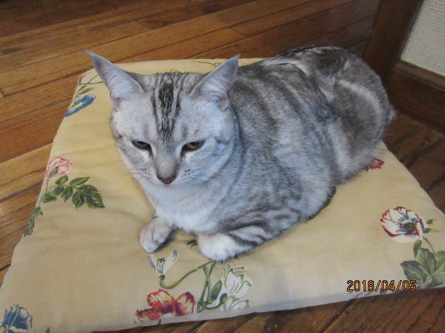 H30.4.5ルナ.JPG H30.4.5ルナ.JPG