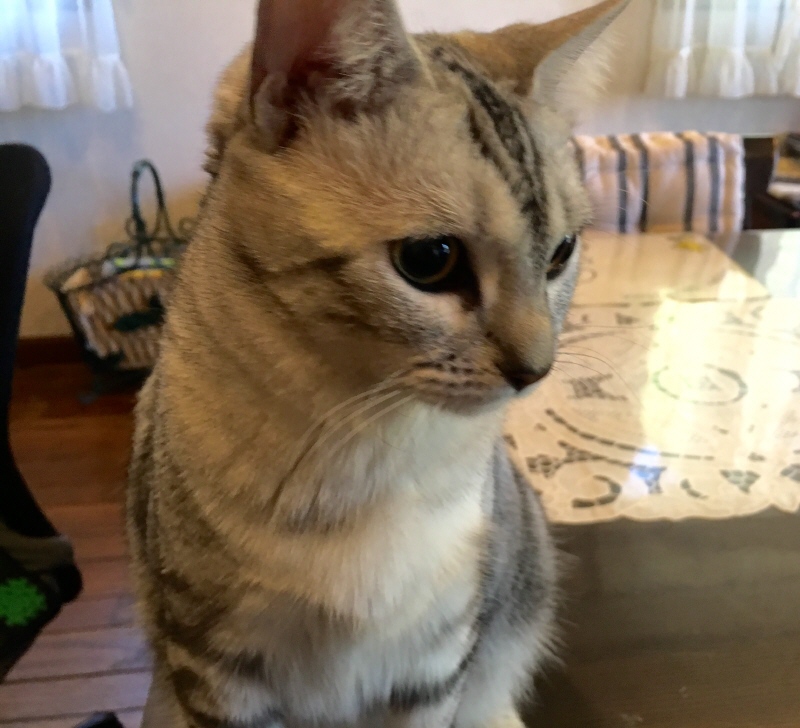 image.jpeg