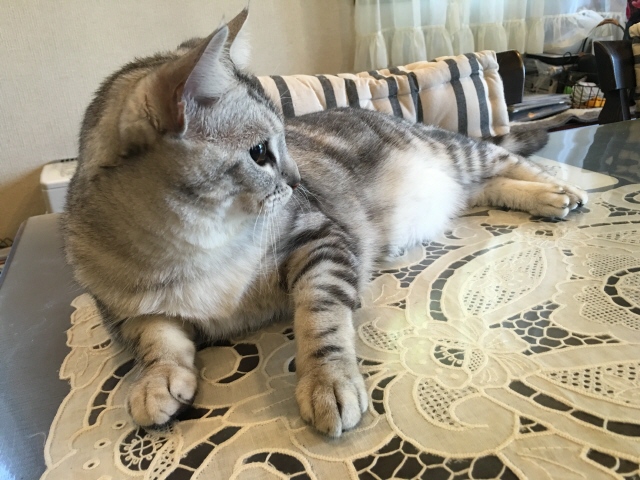 ʤ