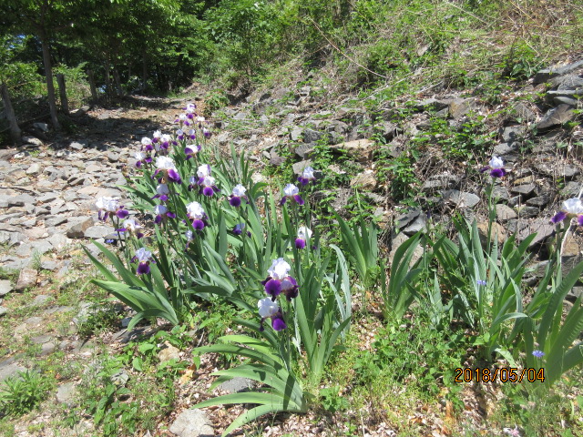 H30.5.4Գʣ.JPG