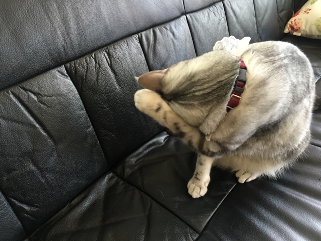image.jpeg image.jpeg