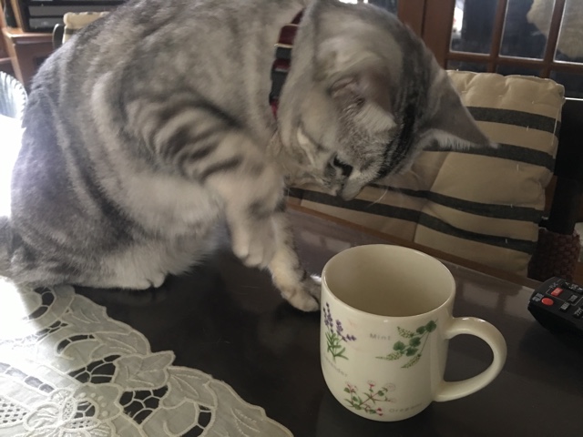 image.jpeg