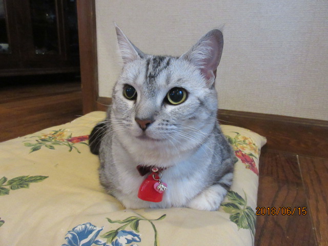 H30.6.15runa.JPG H30.6.15runa.JPG