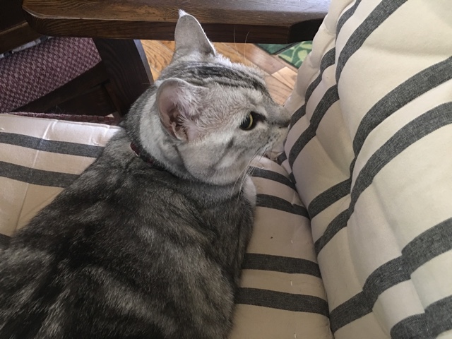 image.jpeg image.jpeg