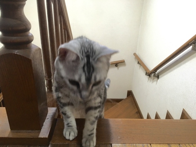 image.jpeg