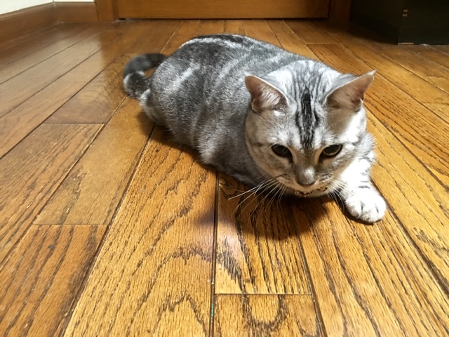 image.jpeg