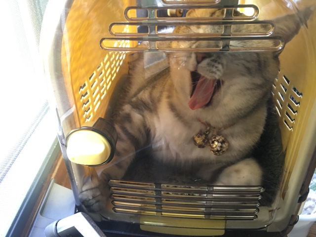 image.jpeg