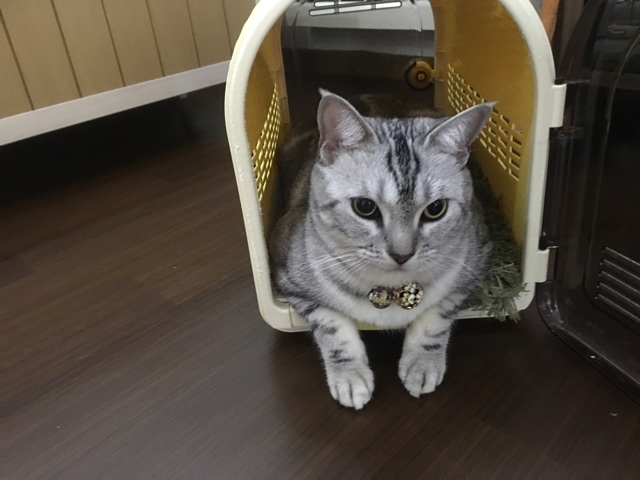 image.jpeg