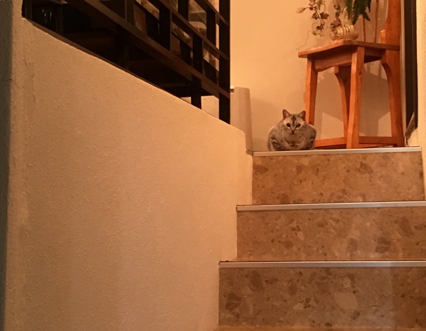 image.jpeg