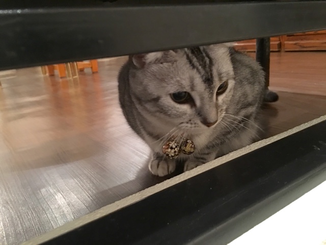 image.jpeg