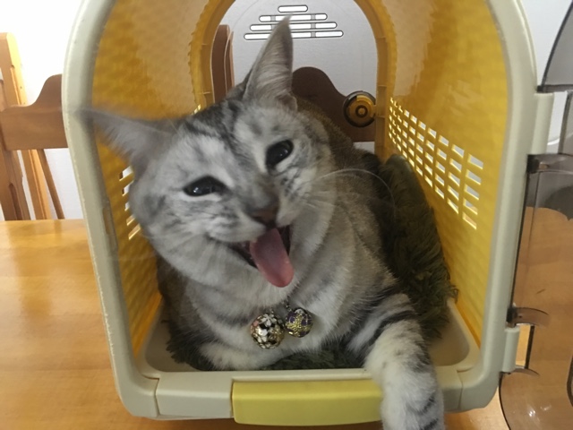 image.jpeg