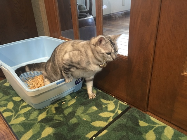 image.jpeg