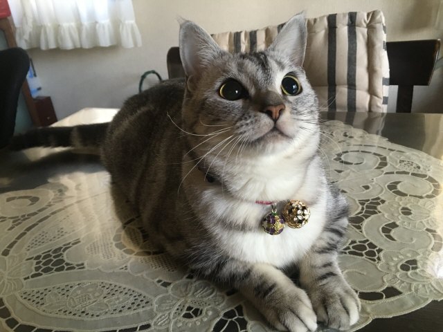 image.jpeg