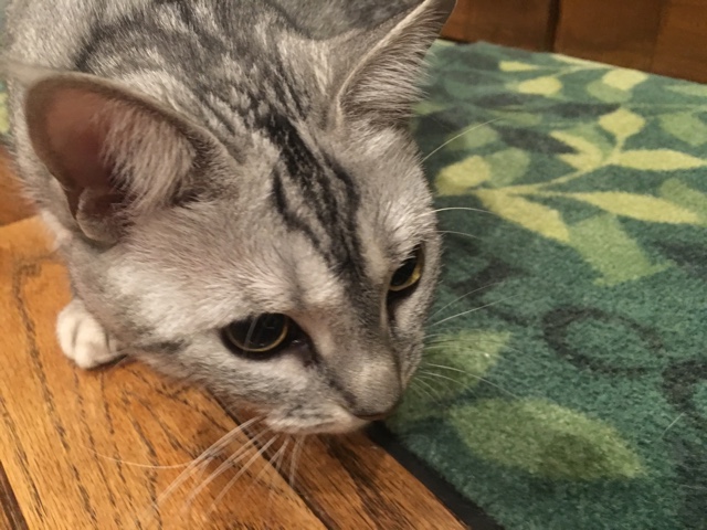 image.jpeg