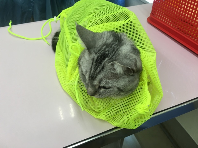 image.jpeg