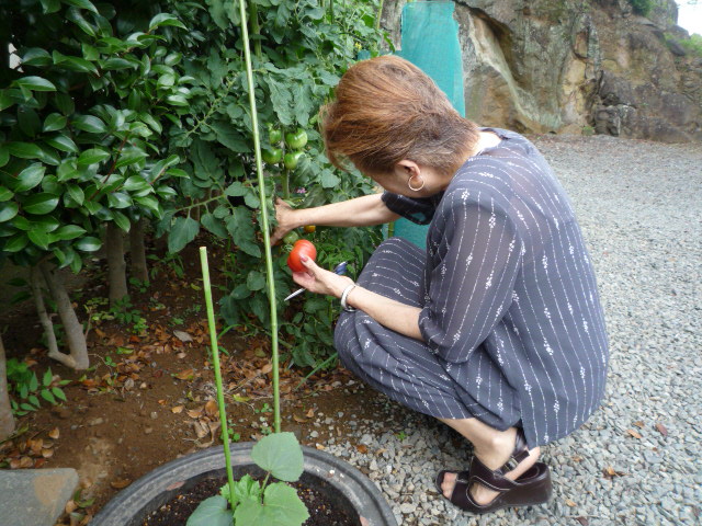 初トマトH,21.7.11.JPG 初トマトH,21.7.11.JPG