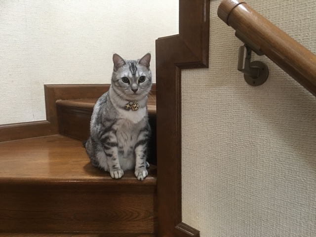 image.jpeg