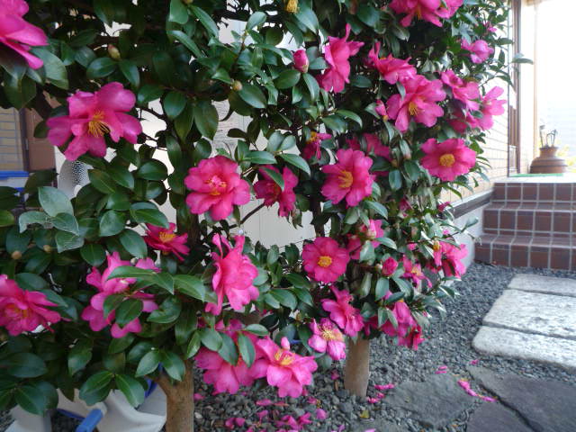 山茶花H21.11.30.JPG 山茶花H21.11.30.JPG
