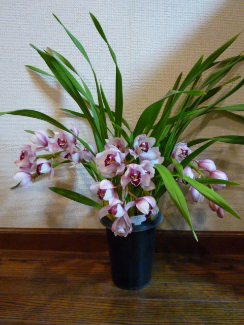 ԥ奦H.21.12.30.JPG