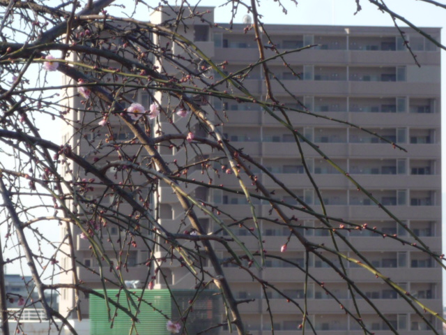 記念館入り口の梅H22.2.21.JPG 記念館入り口の梅H22.2.21.JPG