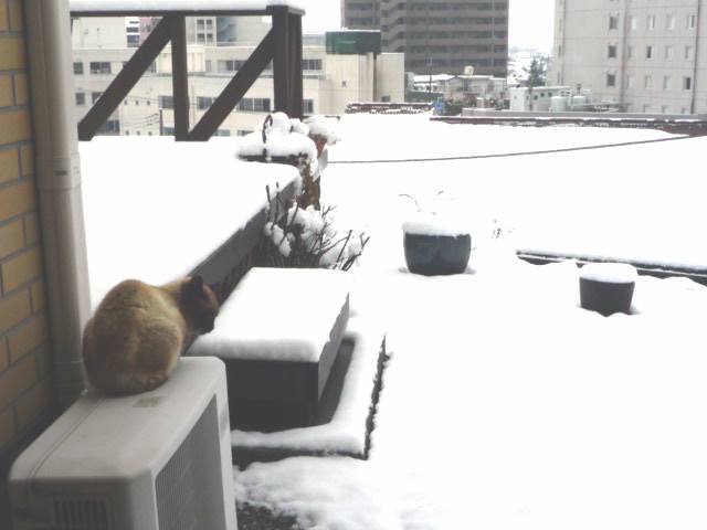 はなちゃんH22.3.10.JPG はなちゃんH22.3.10.JPG