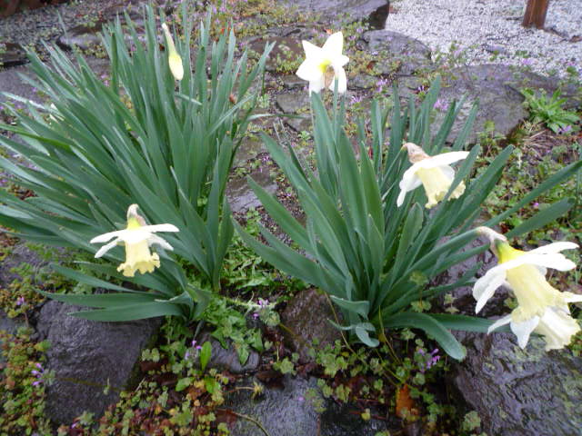 H.22.3.24.JPG
