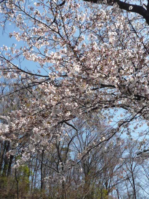 P1060768.JPG
