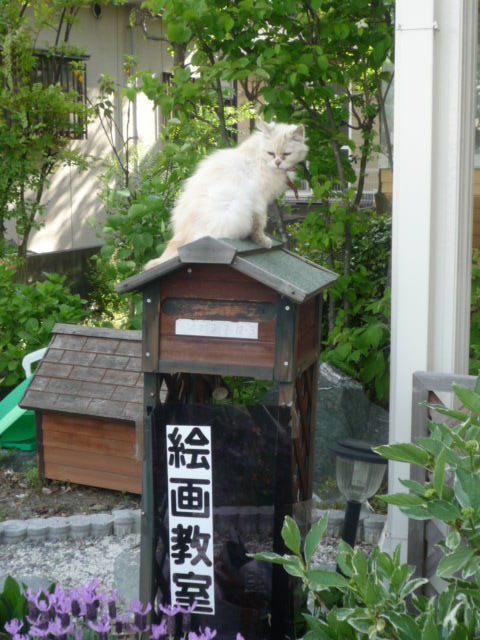 しろちゃんH22.5.12.JPG しろちゃんH22.5.12.JPG