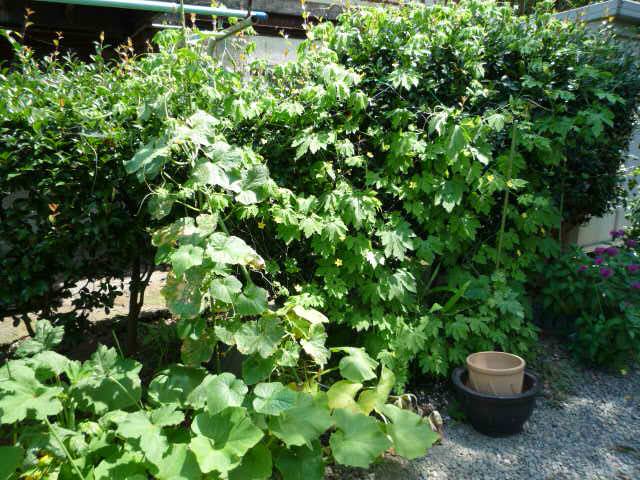 朝H22.7.22.JPG 朝H22.7.22.JPG