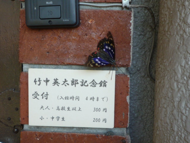 P1100693.JPG