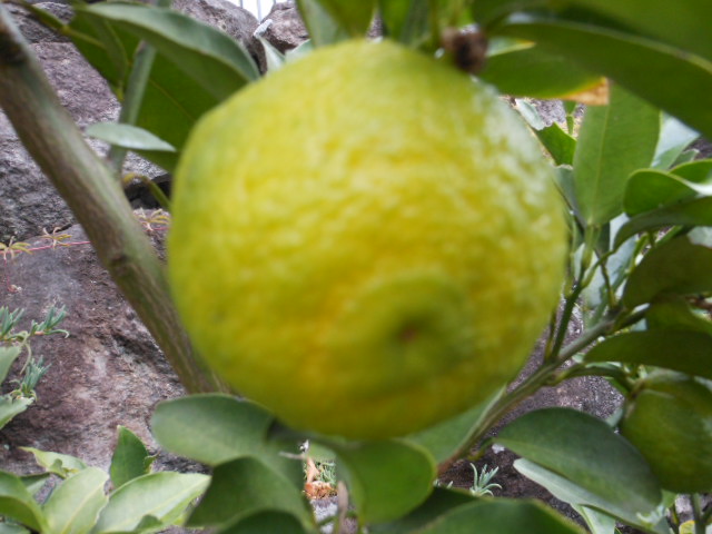 DSCN0080.JPG
