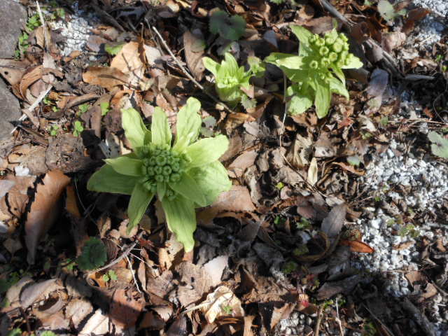 DSCN0971.JPG