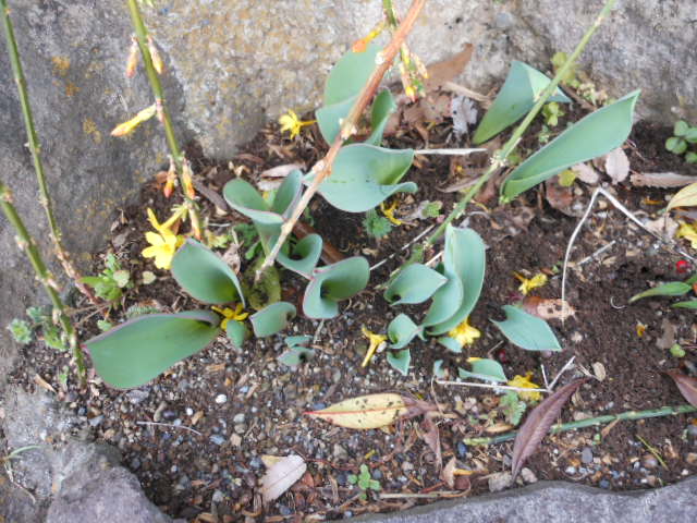 DSCN0981.JPG