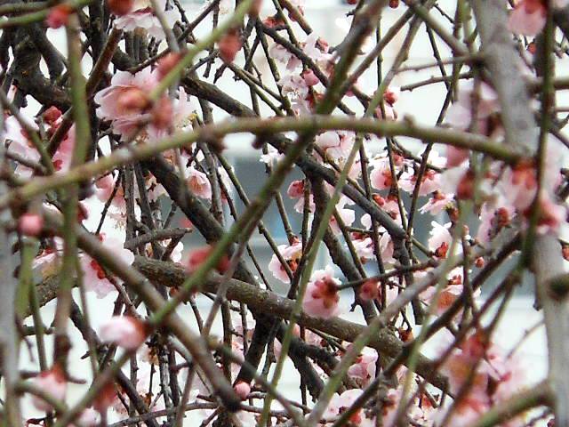 DSCN1017.JPG