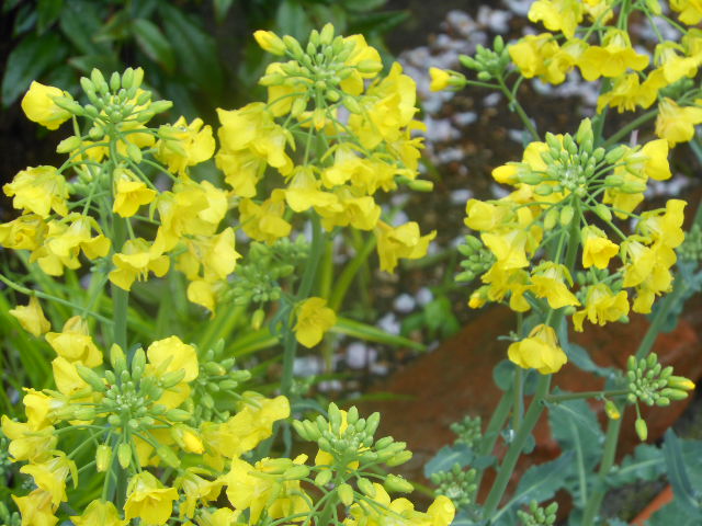 DSCN1240.JPG