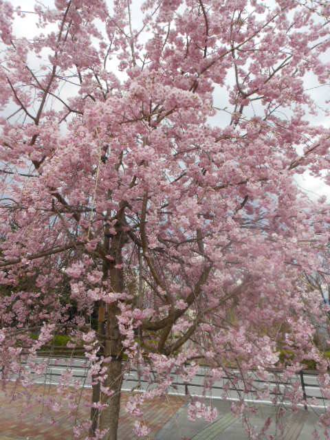 DSCN1292.JPG