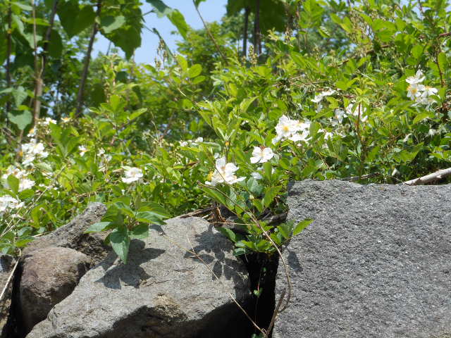 野バラH24.5.14.JPG 野バラH24.5.14.JPG